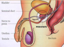 What are the Advantages of Prostate Massage Therapy - Blog